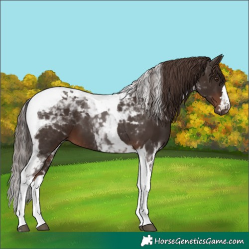Horse Color:Liver Chestnut Tobiano 