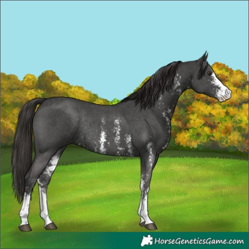Horse Color:Liver Chestnut Sabino Rabicano 