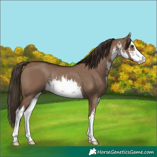 Horse Color:White Spotted Liver Red Dun Rabicano 