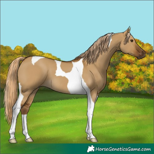 Horse Color:Chocolate Palomino Dun Tobiano 