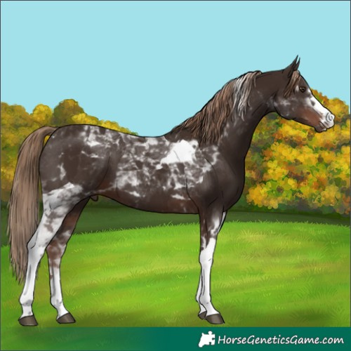 Horse Color:Liver Chestnut Tobiano 