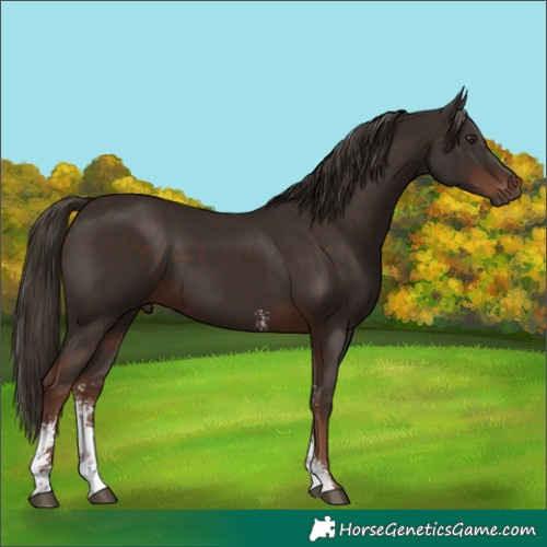 Horse Color:Liver Chestnut Sabino Rabicano 