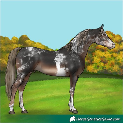 Horse Color:Liver Chestnut Tobiano Rabicano 