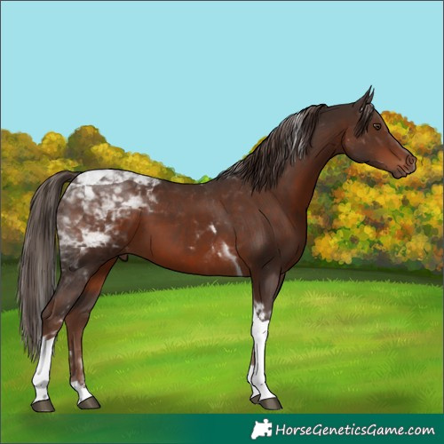 Horse Color:Liver Chestnut Tobiano 