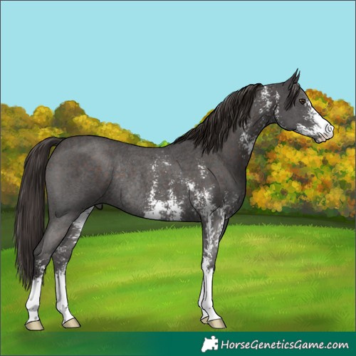 Horse Color:Liver Chestnut Sabino Rabicano 