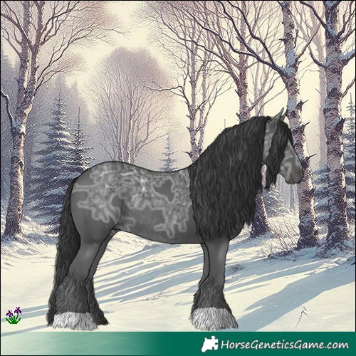 Horse Color:Black Ice Rabicano 