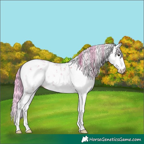 Horse Color:Watercolor White Spotted Sable Champagne Onyx Sabino Rabicano 