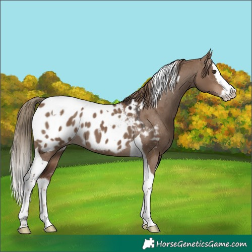 Horse Color:Liver Red Dun Splash Tobiano Appaloosa 
