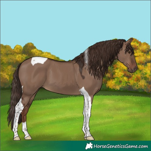Horse Color:Liver Red Dun Tobiano 