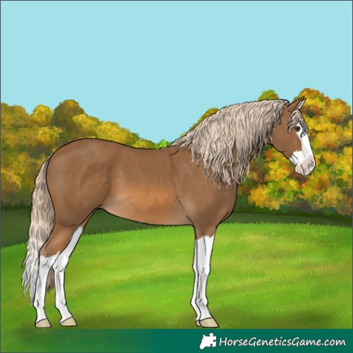 Horse Color:Chocolate Palomino Splash 