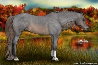 Horse Color:Buckskin Varnish 