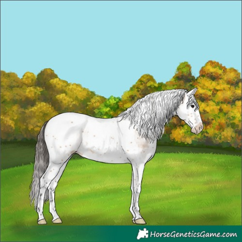 Horse Color:White Spotted Bay Dun Splash Tobiano Rabicano 