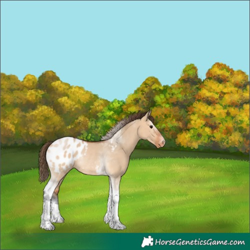 Horse Color:Bay Dun Tobiano Appaloosa Rabicano 