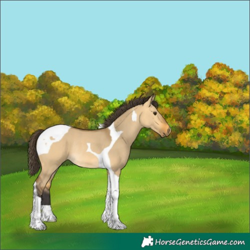 Horse Color:Buckskin Dun Tobiano Rabicano 