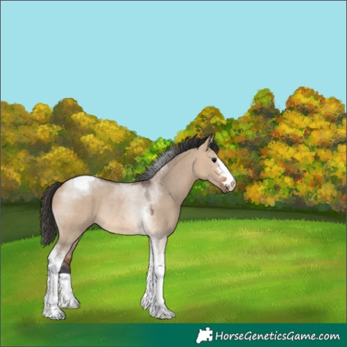 Horse Color:Bay Dun Tobiano Rabicano 