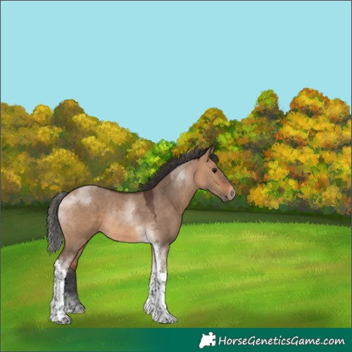 Horse Color:Bay Dun Tobiano Rabicano 