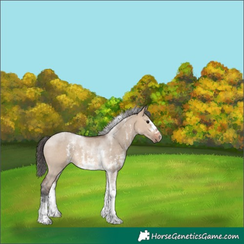 Horse Color:Bay Dun Sabino Tobiano Rabicano 