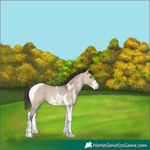 Horse Color:Bay Dun Sabino Tobiano Rabicano 