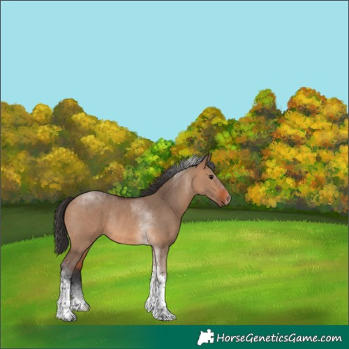 Horse Color:Bay Dun Tobiano Rabicano 