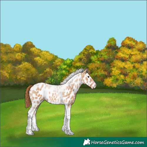 Horse Color:Red Dun Tobiano Appaloosa Rabicano 