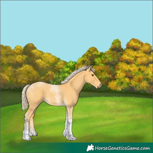 Horse Color:Palomino Dun Tobiano Rabicano 