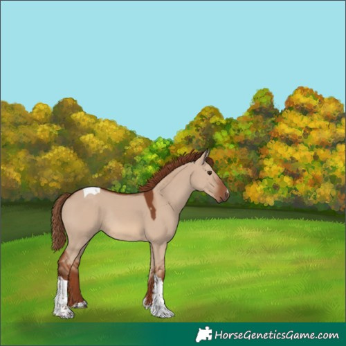 Horse Color:Red Dun Tobiano Rabicano 