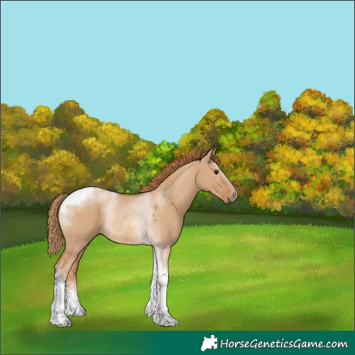 Horse Color:Red Dun Tobiano Rabicano 