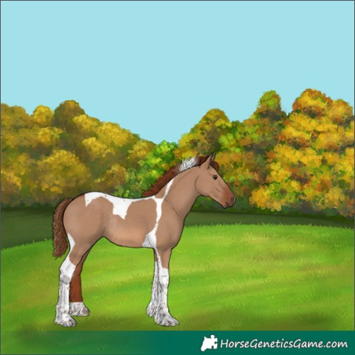 Horse Color:Red Dun Tobiano Rabicano 