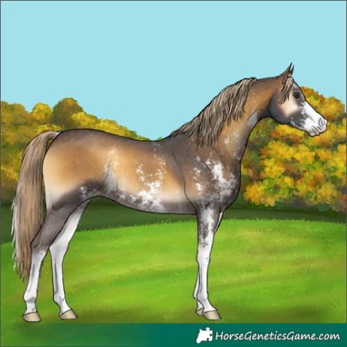 Horse Color:Chocolate Palomino Onyx Sabino 