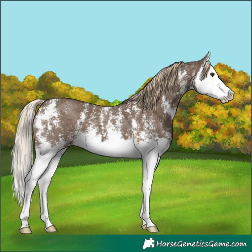 Horse Color:Chocolate Palomino Sabino Splash 