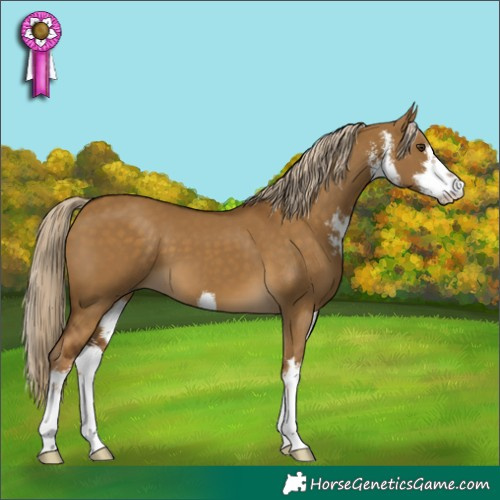Horse Color:White Spotted Chocolate Palomino Dun 