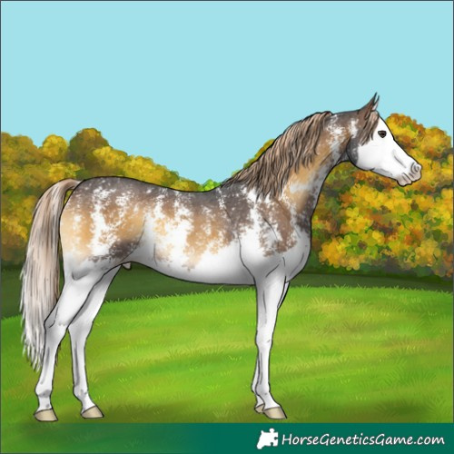 Horse Color:Chocolate Palomino Onyx Sabino Splash 