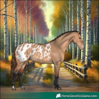 Horse Color:Bay Dun Blanket