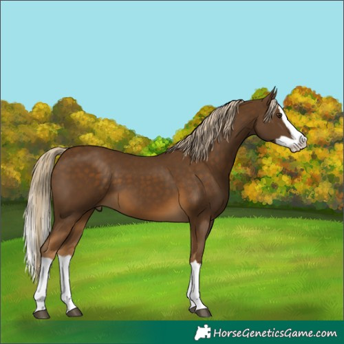 Horse Color:Chocolate Palomino Splash 