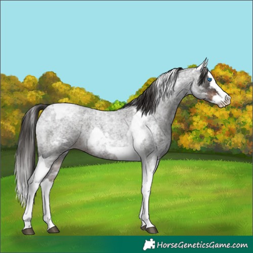 Horse Color:Liver Red Roan Splash Tobiano 