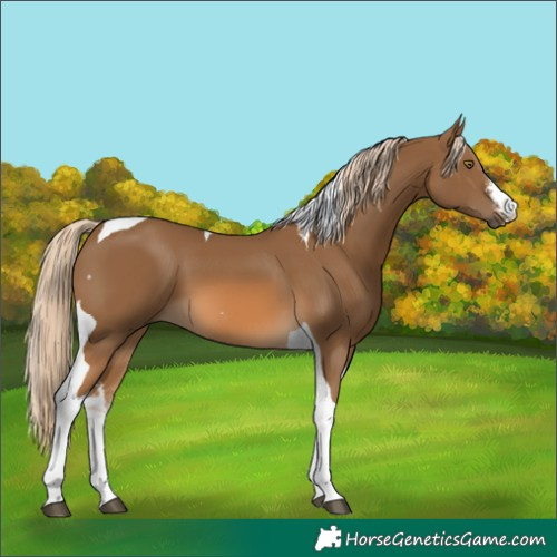 Horse Color:White Spotted Chocolate Palomino Tobiano 