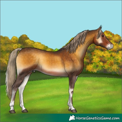 Horse Color:Chocolate Palomino Onyx 
