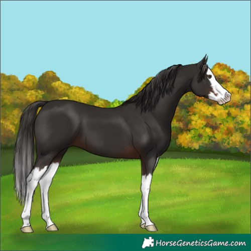 Horse Color:White Spotted Liver Chestnut Splash 