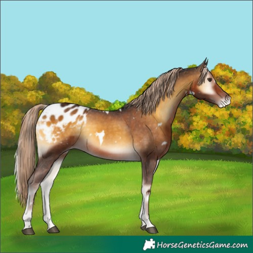 Horse Color:White Spotted Chocolate Palomino Onyx Appaloosa 