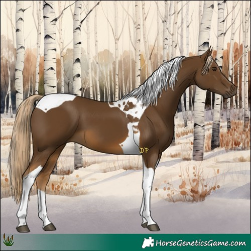 Horse Color:Chocolate Palomino Tobiano 
