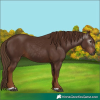 Horse Color:Gray Chestnut 