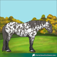 Horse Color:Grullo Appaloosa 