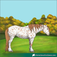 Horse Color:Chestnut Near Leopard 