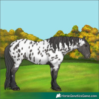 Horse Color:Black Near Leopard 