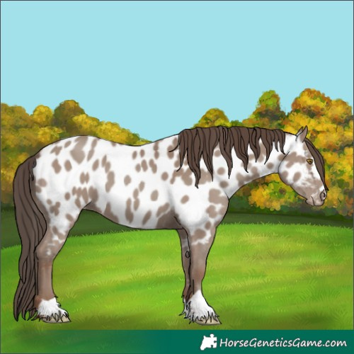 Horse Color:Classic Champagne Appaloosa 