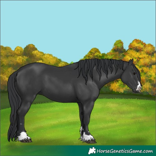 Horse Color:Black