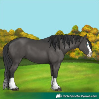 Horse Color:Black Splash 