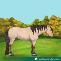 Horse Color:Bay Roan Dun 