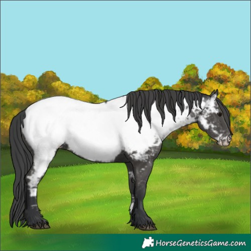 Horse Color:Black Appaloosa 