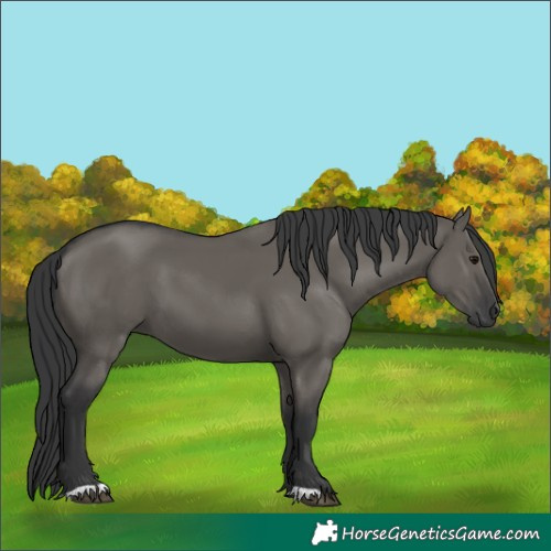 Horse Color:Grullo 